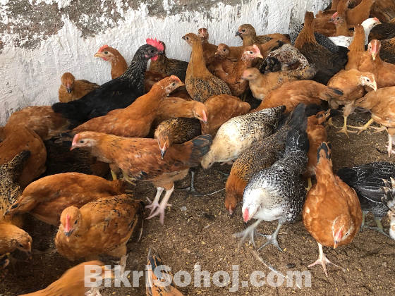 সোনালী মুরগি